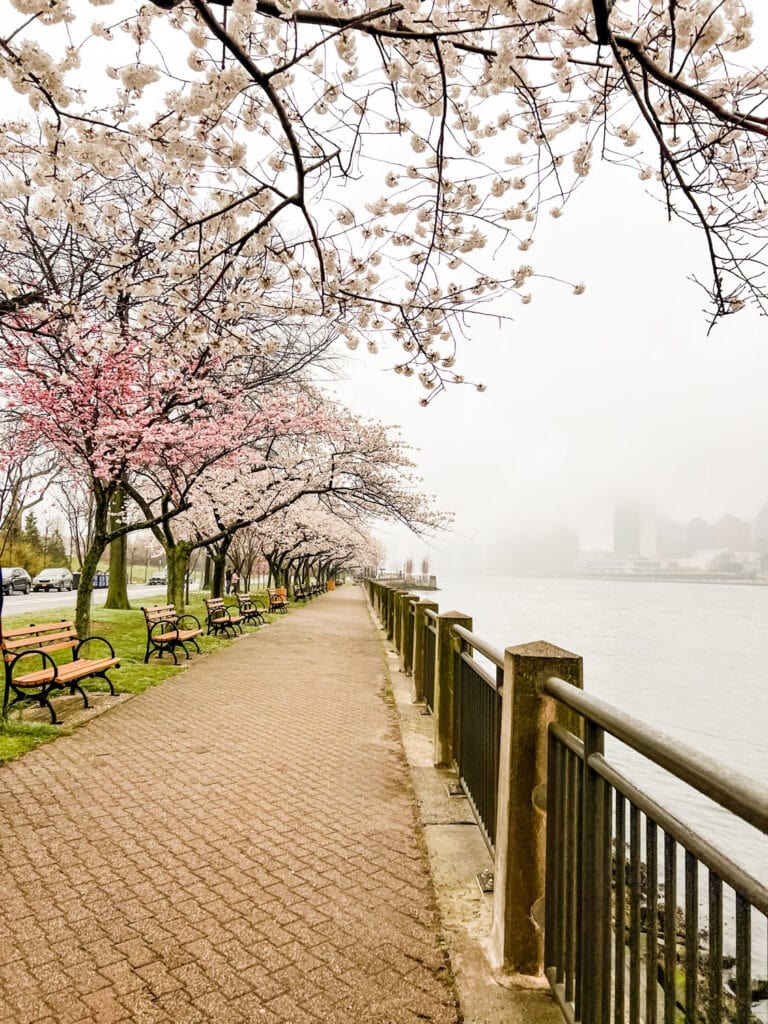 A foggy day along the waterfront tree-lined pathways on Roosevelt Island.