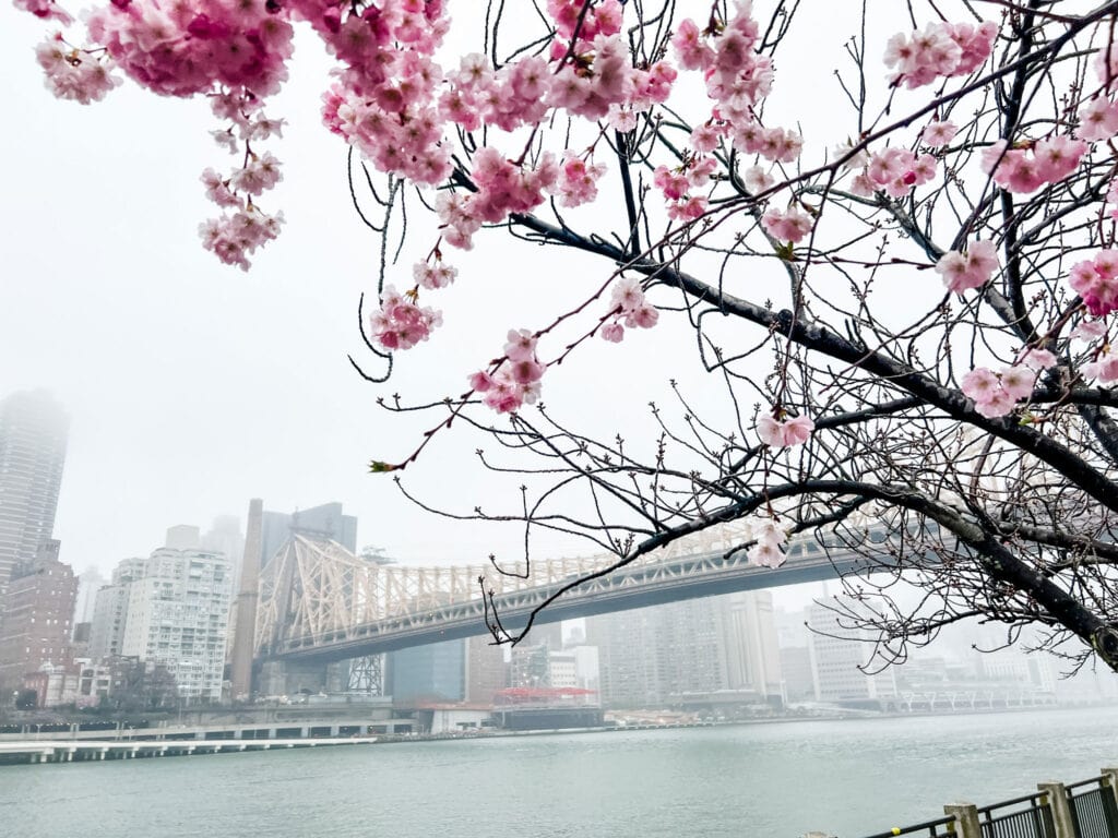 Roosevelt Island is one of the destinations in Tips for seeing the cherry blossoms in New York City.