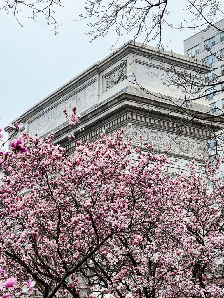 Cherry blossoms are in full bloom in front of the Monument at Washington Square Park.