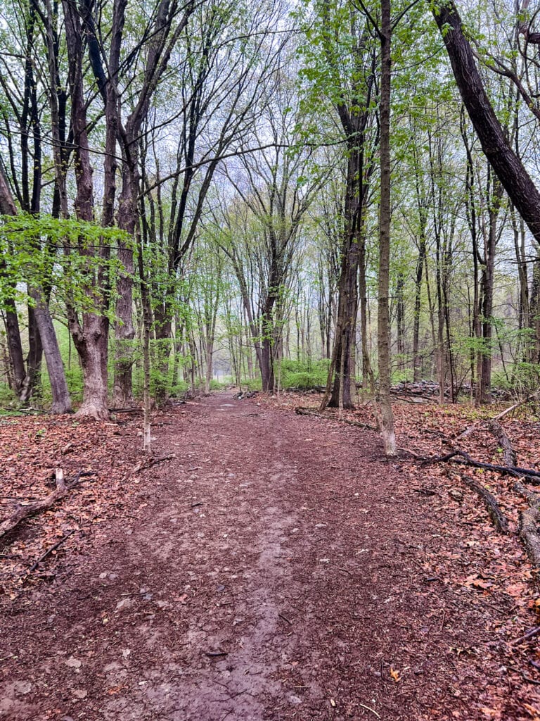 A moist, dirt path stretches through the woods in Southern Connecticut.