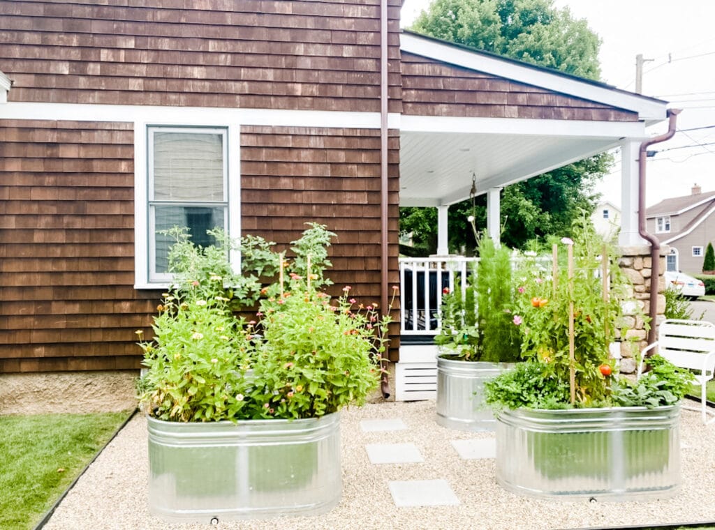 Tomatoes, herbs, and flowers in galvanized stock tank gardens.