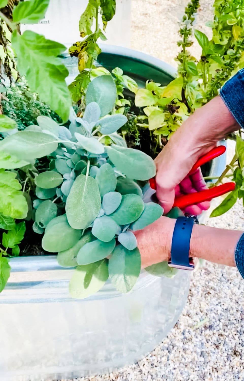 https://mostlovelythings.com/wp-content/uploads/2023/05/cutting-sage-in-the-garden.jpg