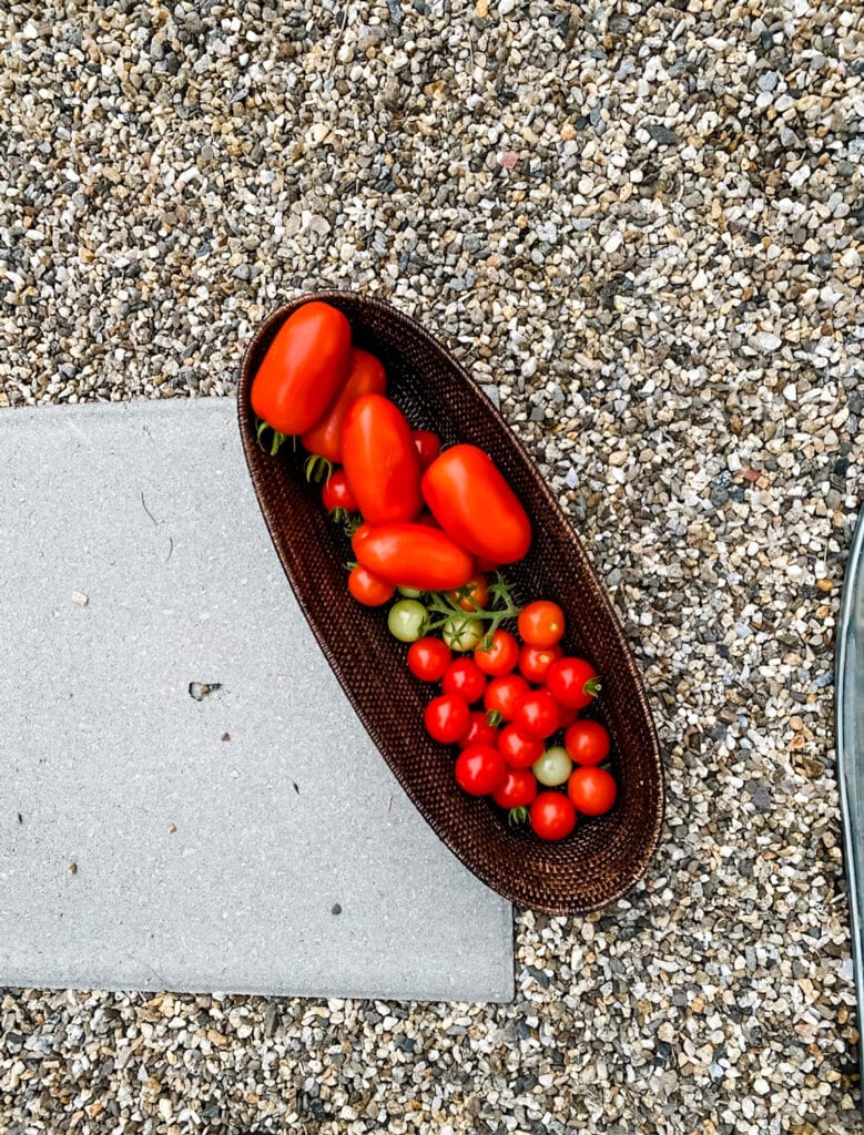 Growing Tomatoes in a stock Tank Garden