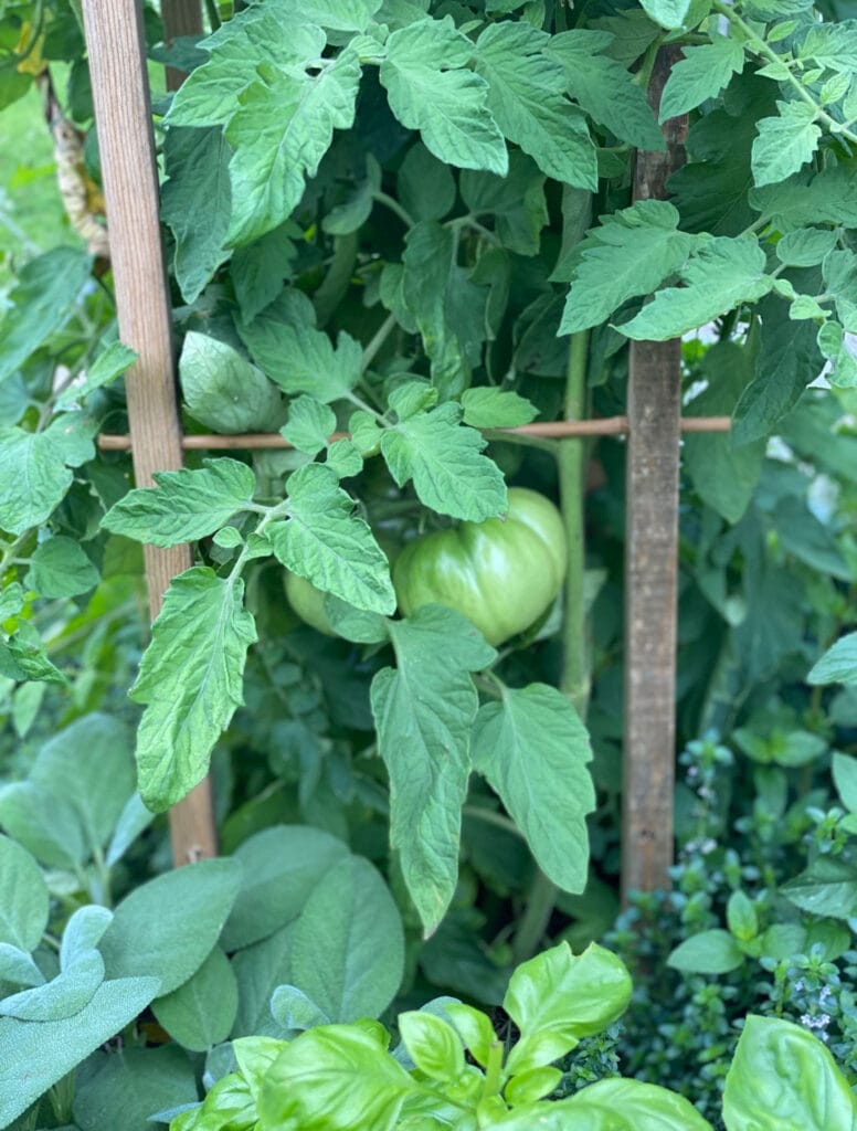 Green Tomatoes Growing in a Stock Tank Garden.