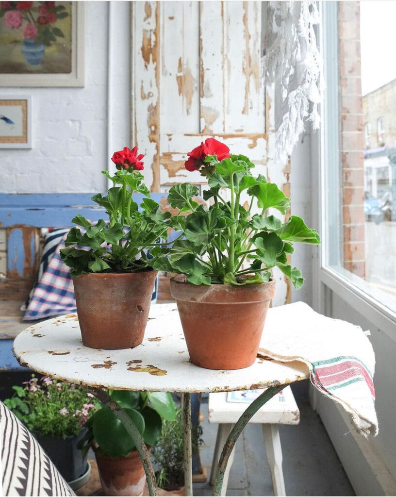 Geraniums on a cafe table for the cottage look