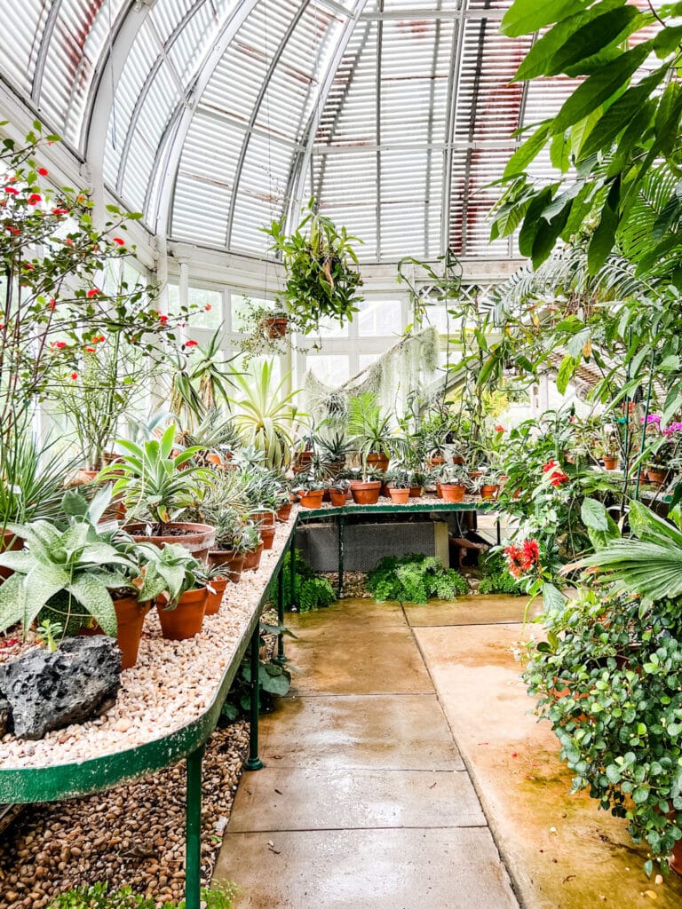 Inside The Greenhouse at Reynolda Gardens