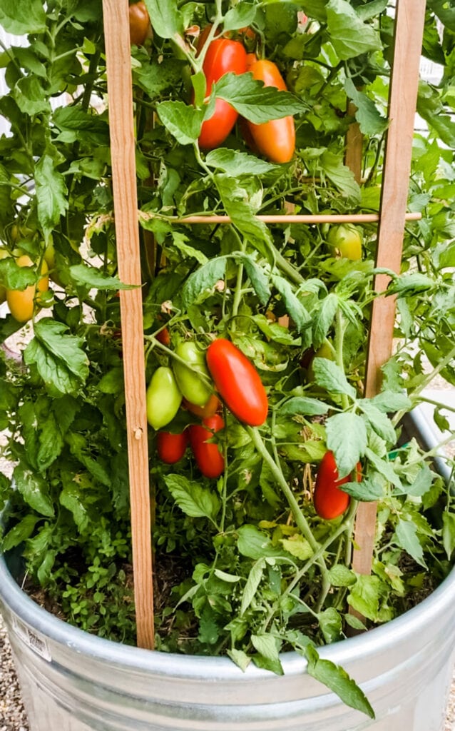 Growing Tomatoes in a stock Tank Garden