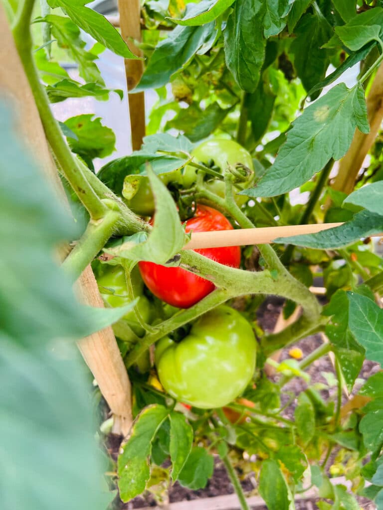 tomatoes on the vine in garden