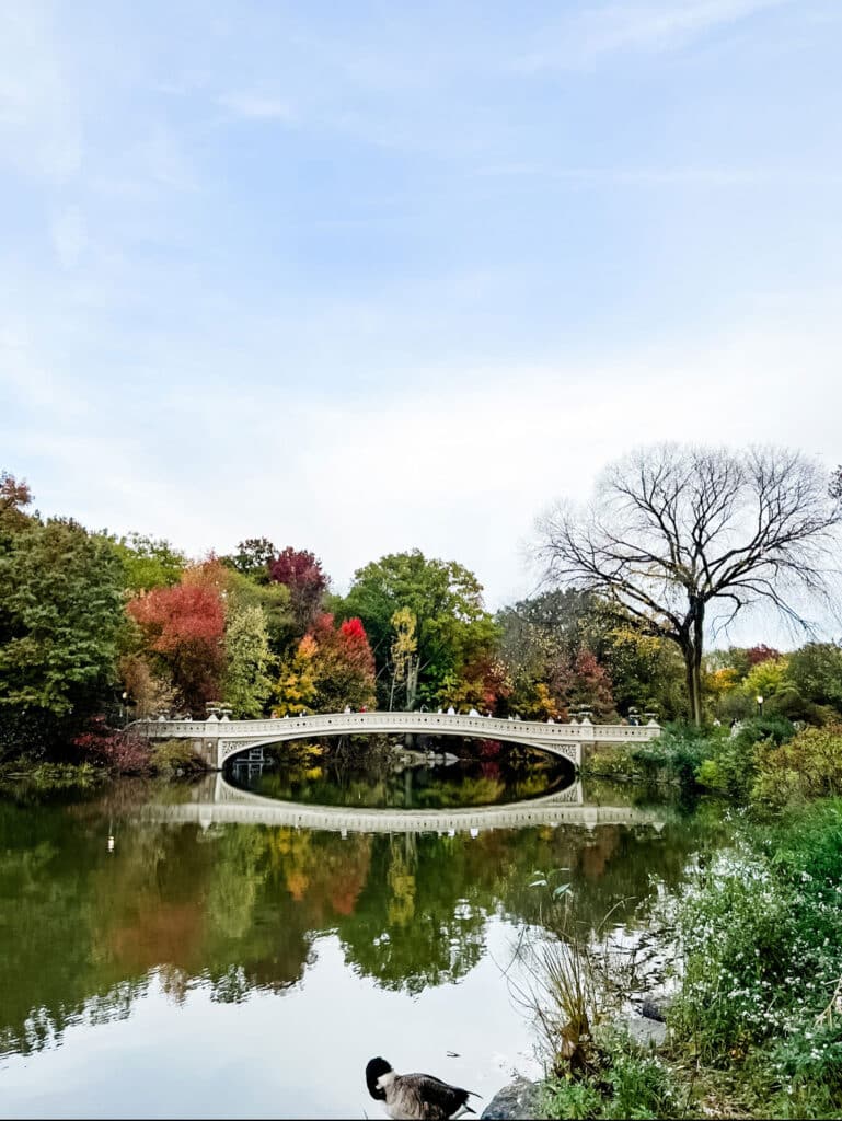 Bow Bridge in Central Park in fall