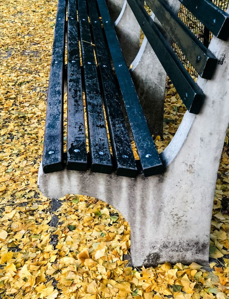 Gingko leaves golden park bench with  rain on the bench 