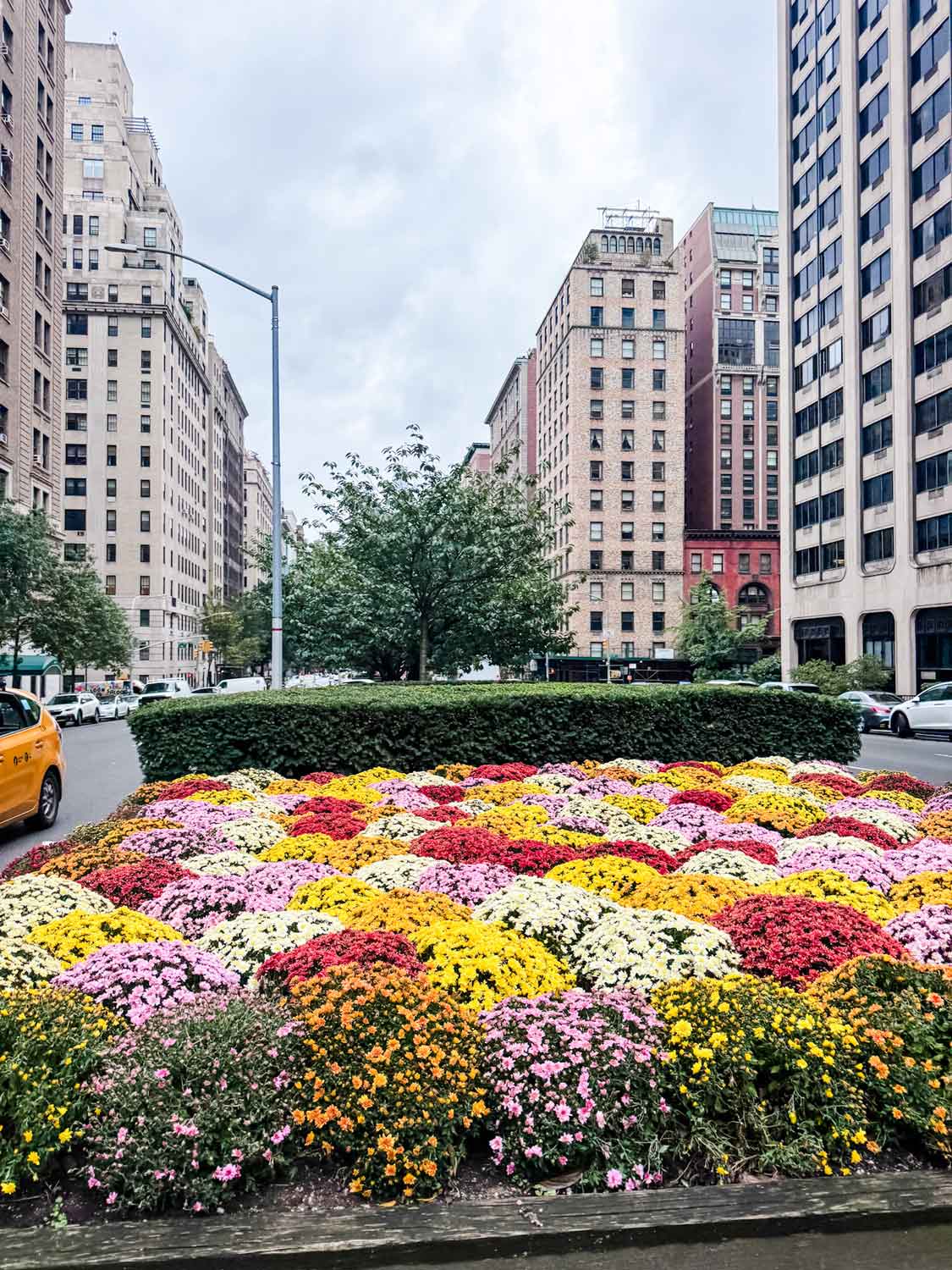 Colorful mums on Park Avenue in NYC.
