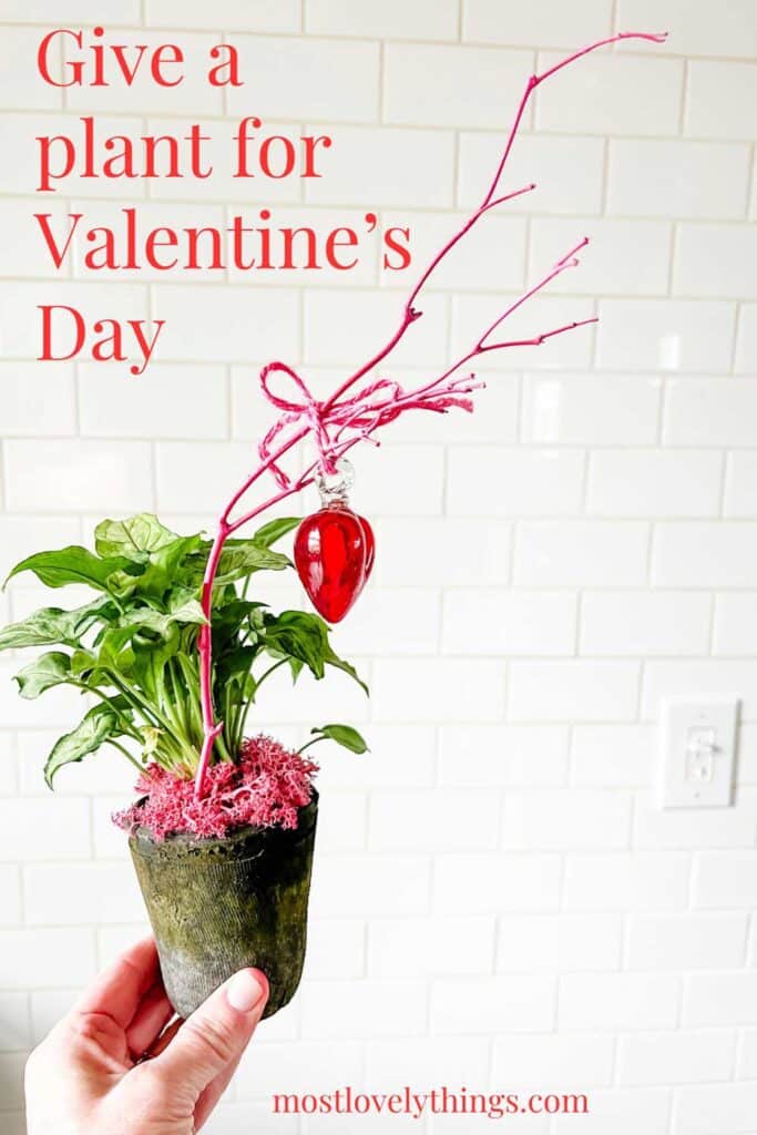Give a Plant for Valentine's Day 