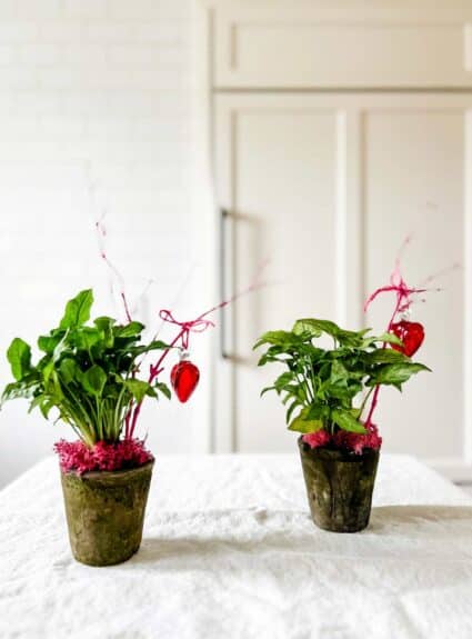 Give a Plant for Valentine’s Day