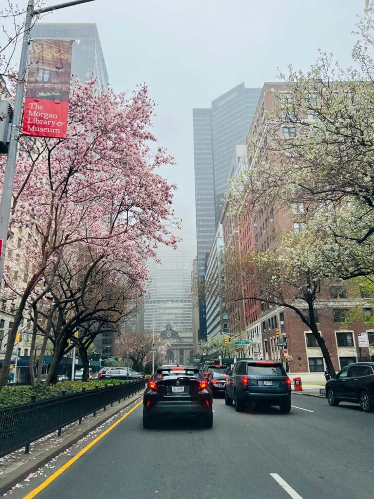 Traffic along Park Avenue in Manhattan is framed by the beautiful cherry blossoms lining the middle of the street.