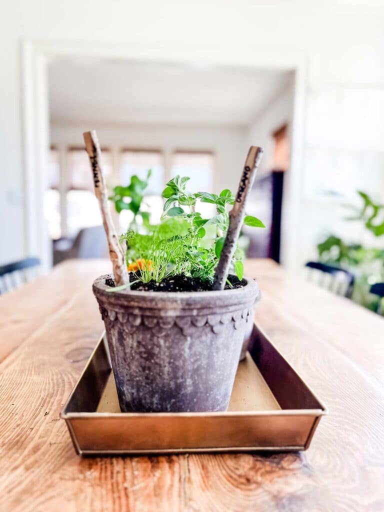 Fresh herbs are planted in Berg pots a line a tray on a dining room table.