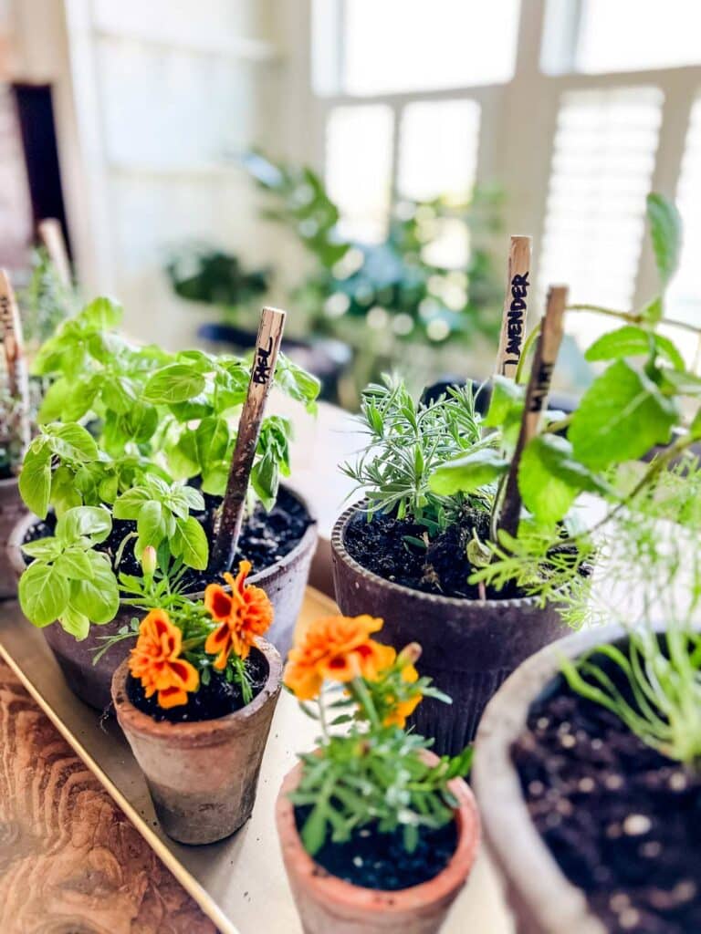 Potted herbs and marigolds line a long tray on a dining room table.