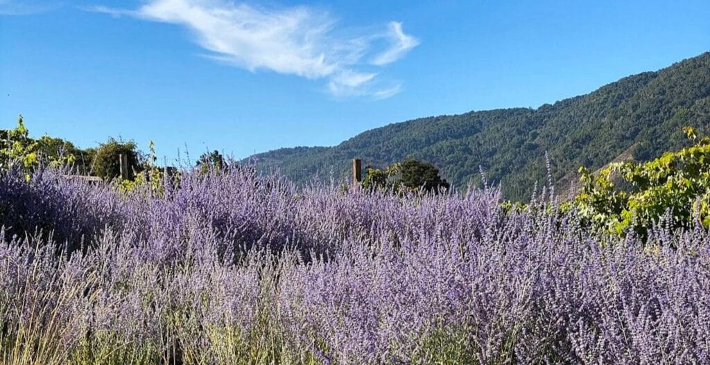 Fresh lavender growing in the fields in Provence, France.