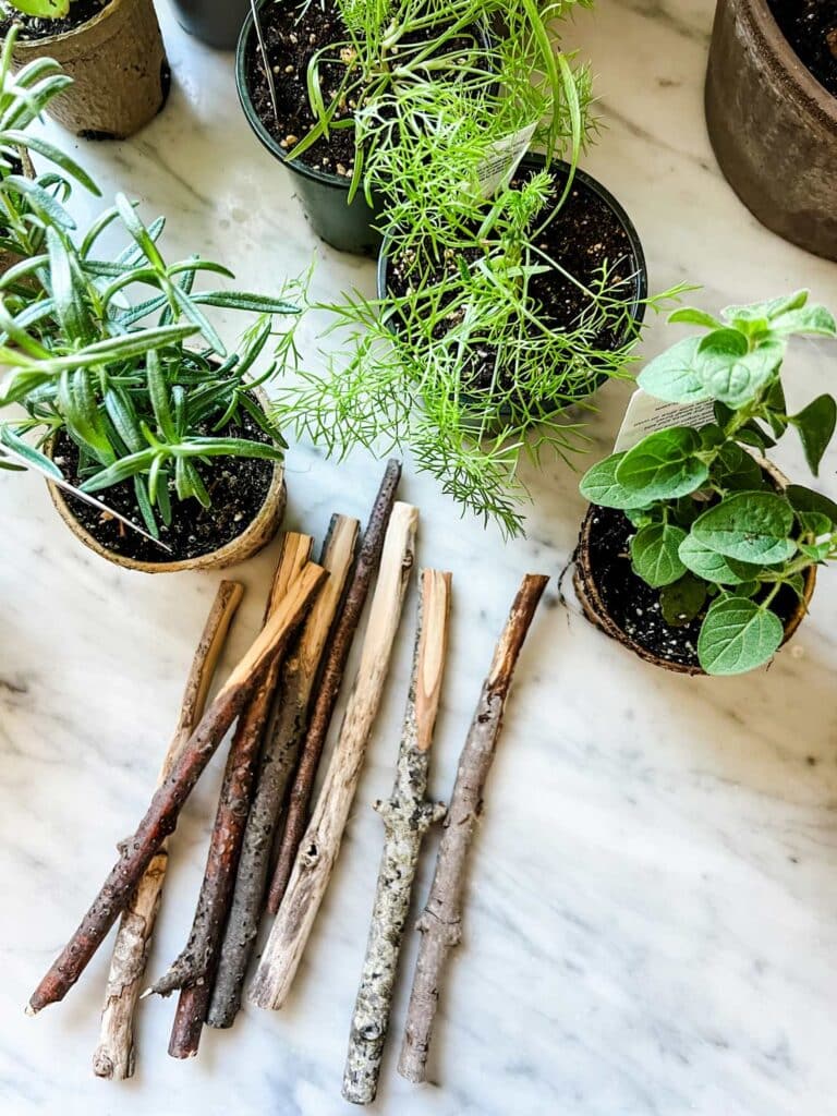 Sticks roughly the same lengths and fresh herbs are ready for potting or planting.