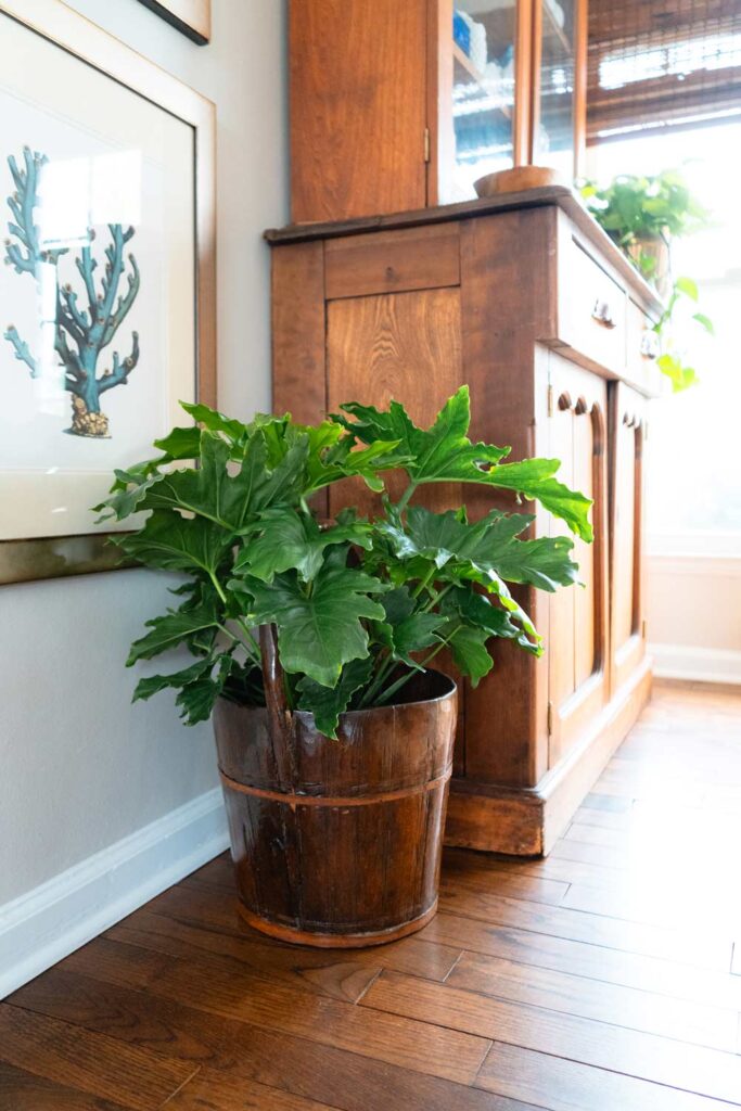 A beautiful plan in a thrifted copper planter next to a vintage hutch.