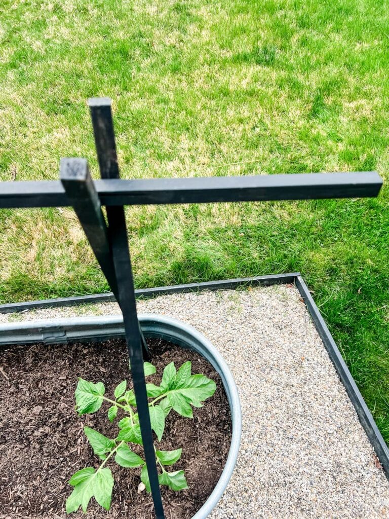 Tomato stakes have been driven into a raised bed stock tank garden and a cross beam has been laid across the top. A freshly planted tomato is underneath.