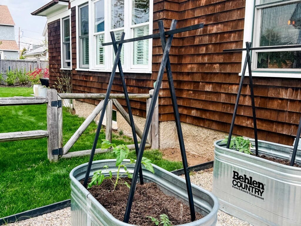 Tomato cages stained black in a raised bed stock tank garden with new tomatoes freshly planted.