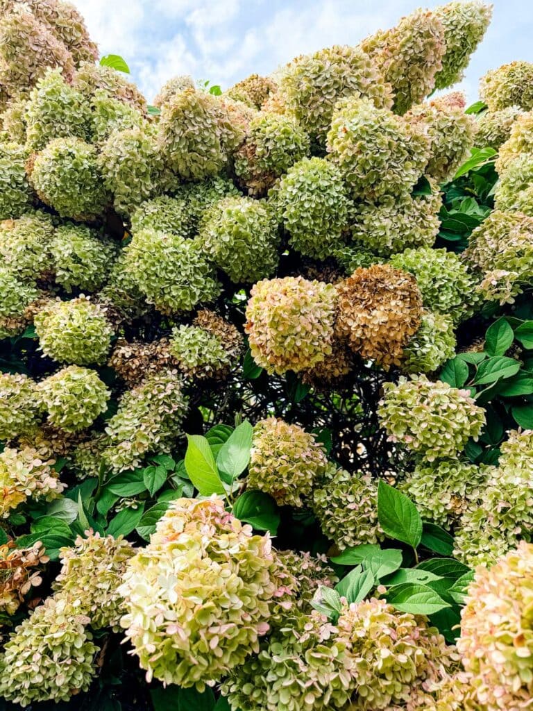 Hydrangeas in the Fall in Connecticut with blue sky.