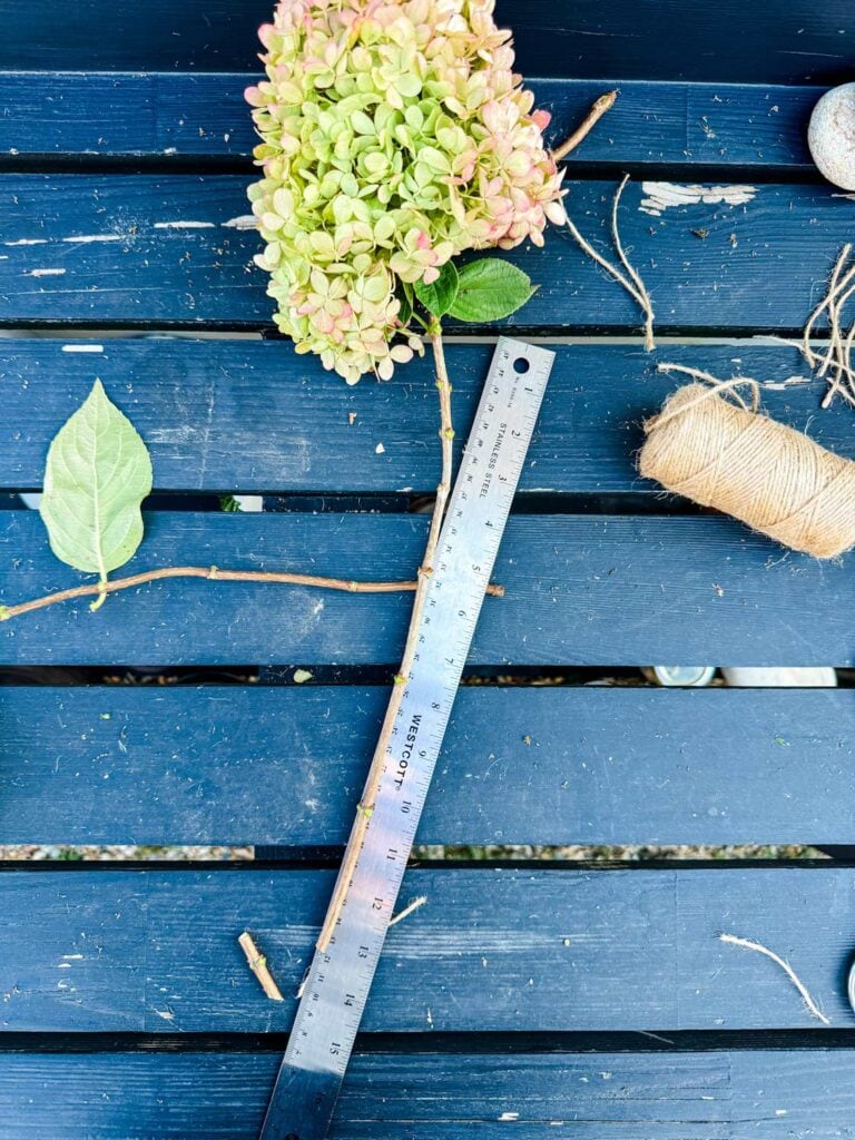 A hydrangea stem has been stripped of its leaves and cut to 13 inches long. It's on a black potting bench.
