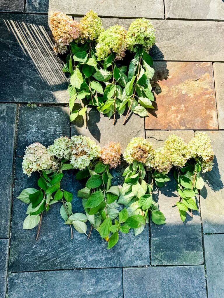 A total of 12 hydrangea blooms have been cut and are ready to make a rustic hydrangea wreath without a wreath form.