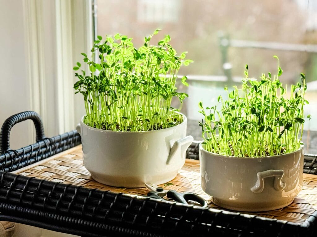 Pea shoot microgreens are growing in small containers in front of a sunny window.