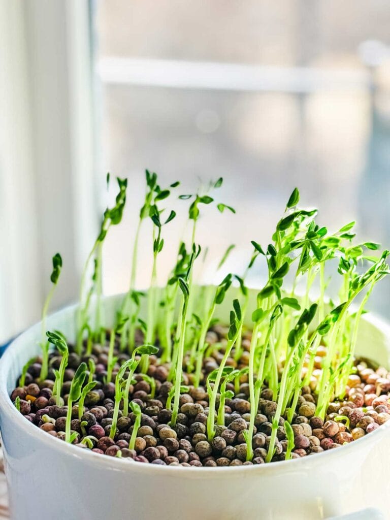 Sprouting pea shoots after only seven days from planting.