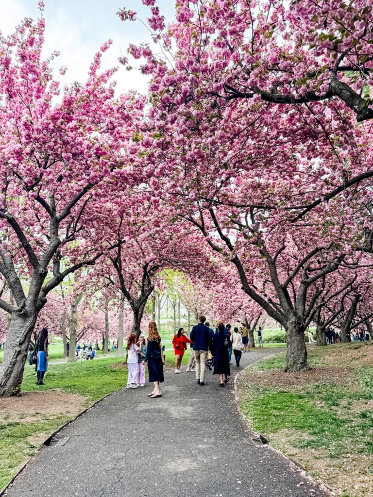 A canopy of blooming cherry blossoms at the New Botanic Garden.