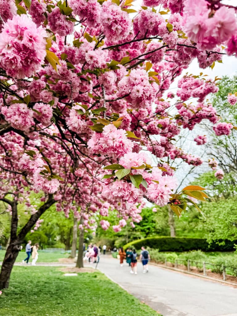 People are strolling along the pathway at the Brooklyn Botanic Garden, taking in the cherry blossoms.
