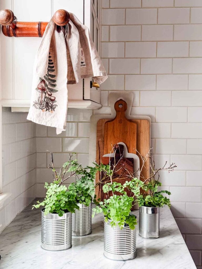 Maidenhair ferns in tin cans on kitchen counter.