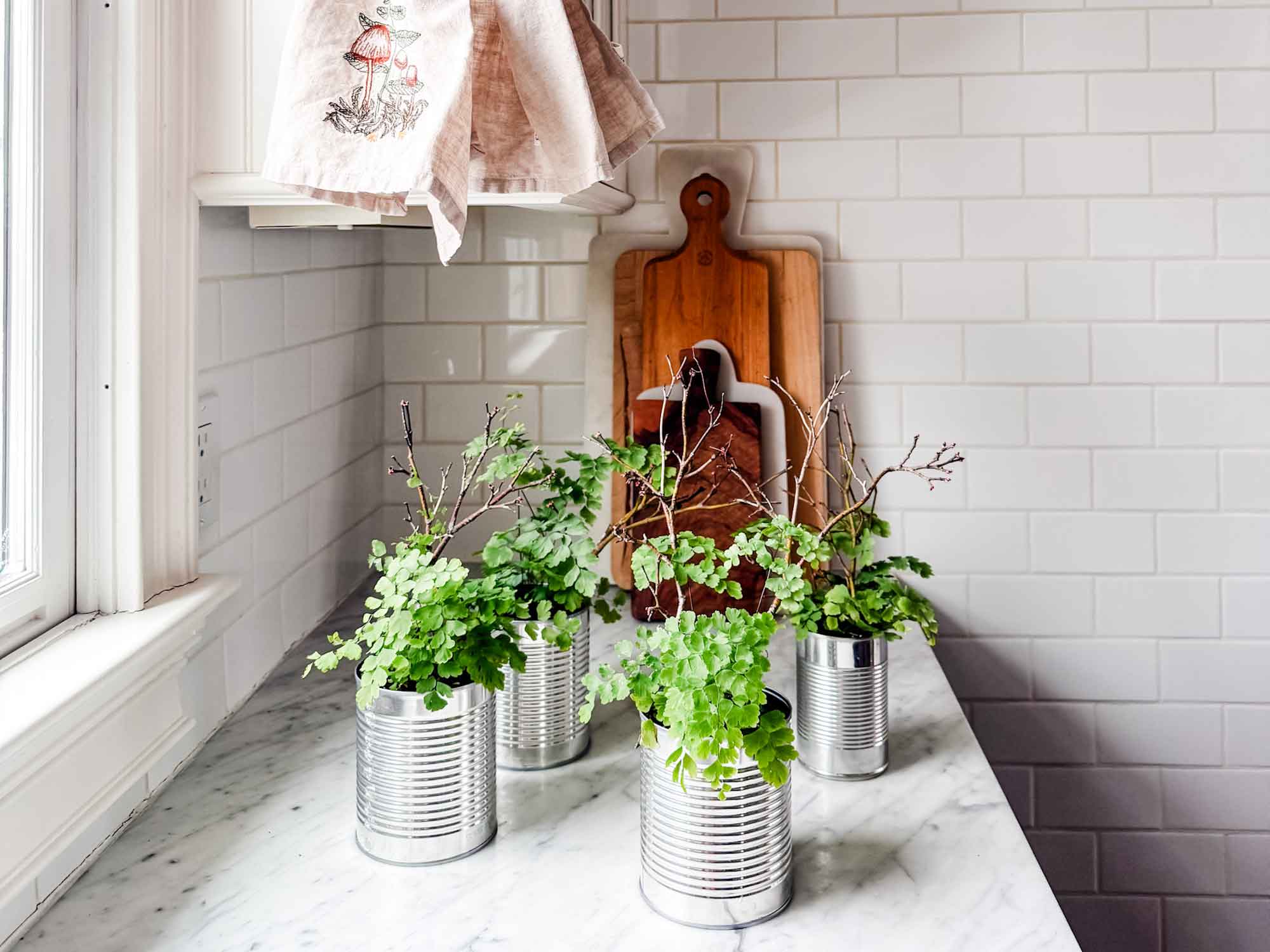 Maidenhair ferns in tin cans on kitchen counter.
