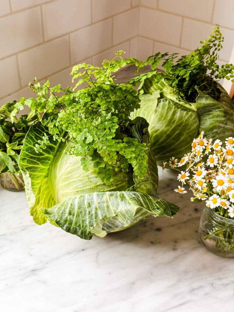 A green head of cabbage wiht a fern, and chamomile flowers.