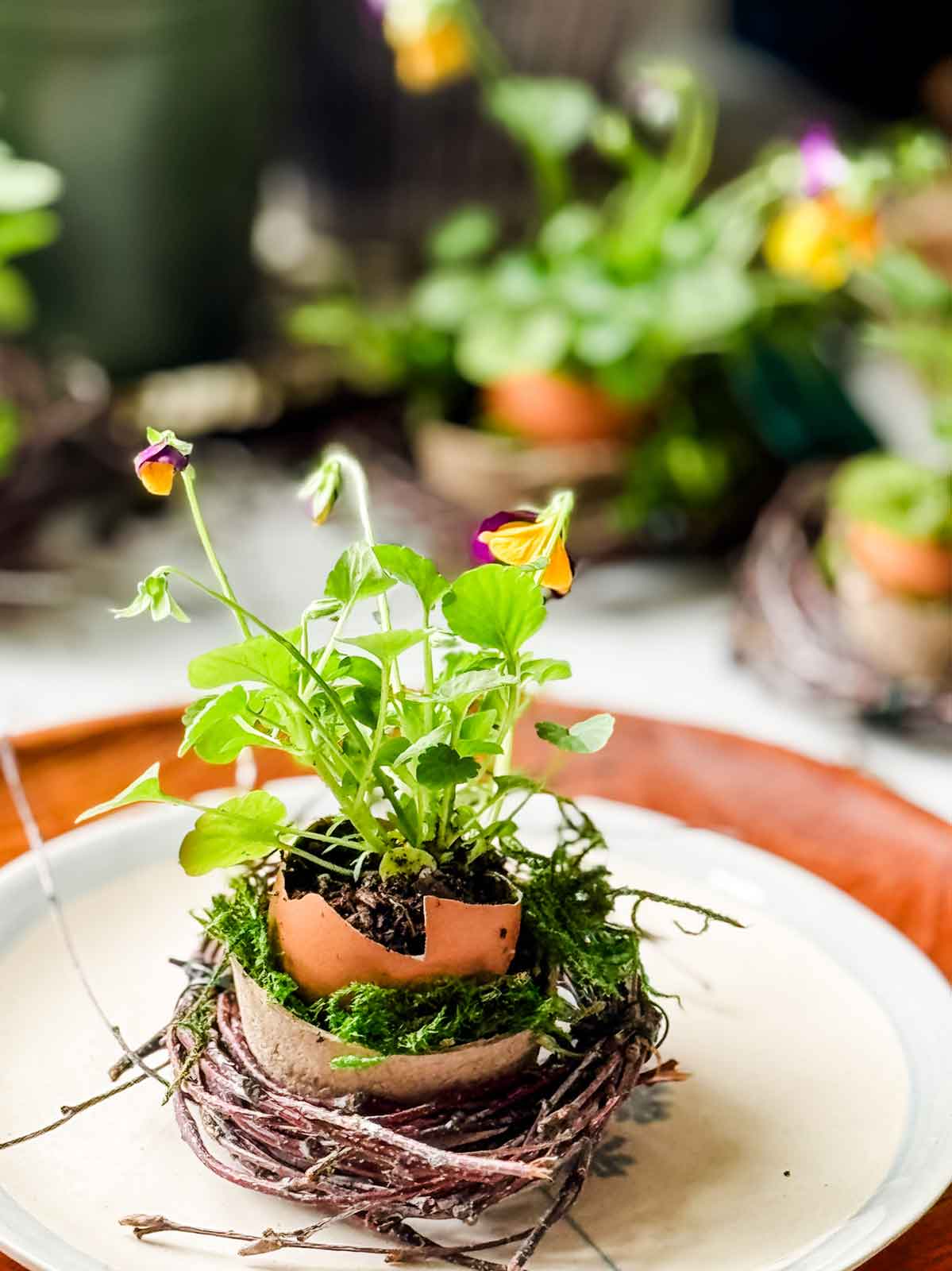 Egg in birch branch nest with a viola planted in it.