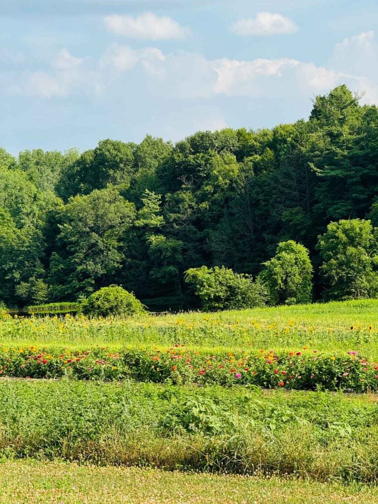 Green fields full of wild flowers are surrounded by beautiful green trees.