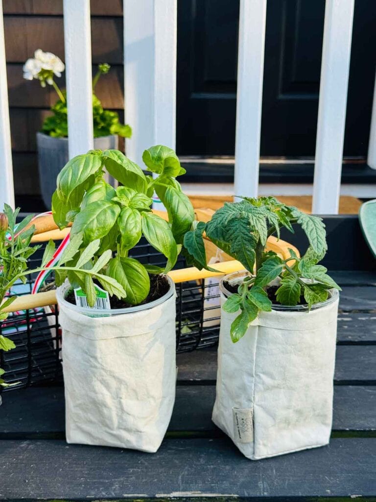 Tomato plant, basil plant in small bags.