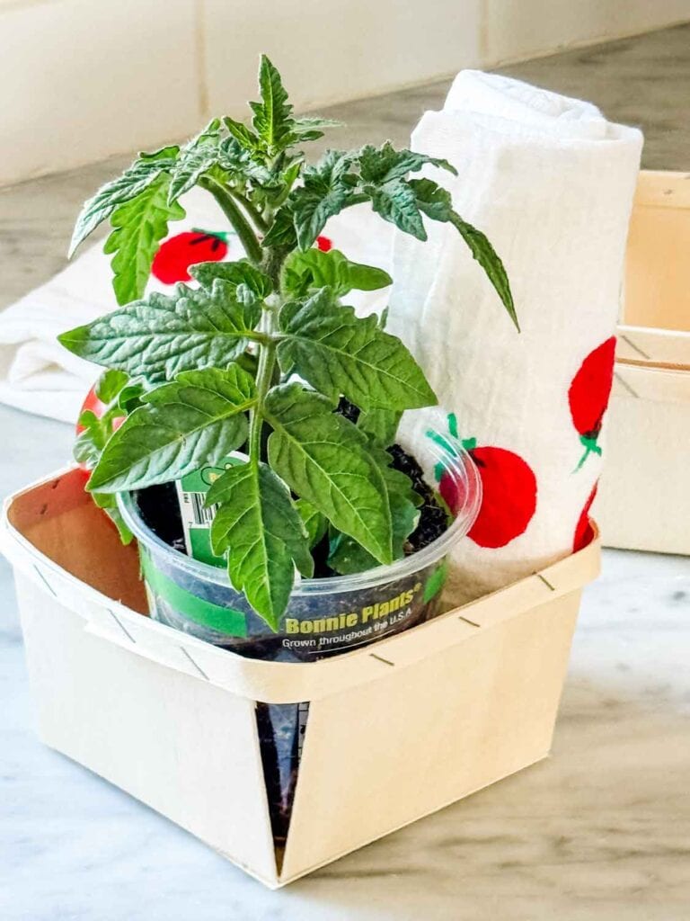Tomato plant in a berry basket with a tea towel featuring a hand-painted tomato design. 