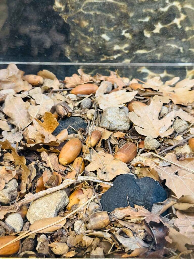 This is a photo of truffles growing in the ground under large oak trees.