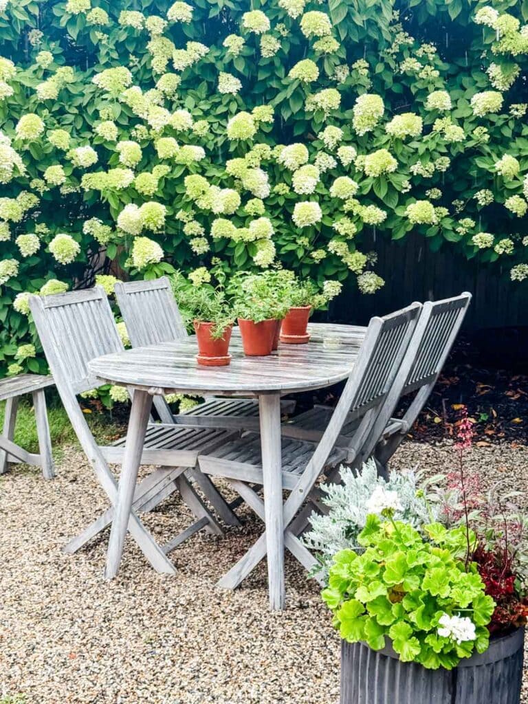 Garden setting with an enormous limelight hydrangea tree.