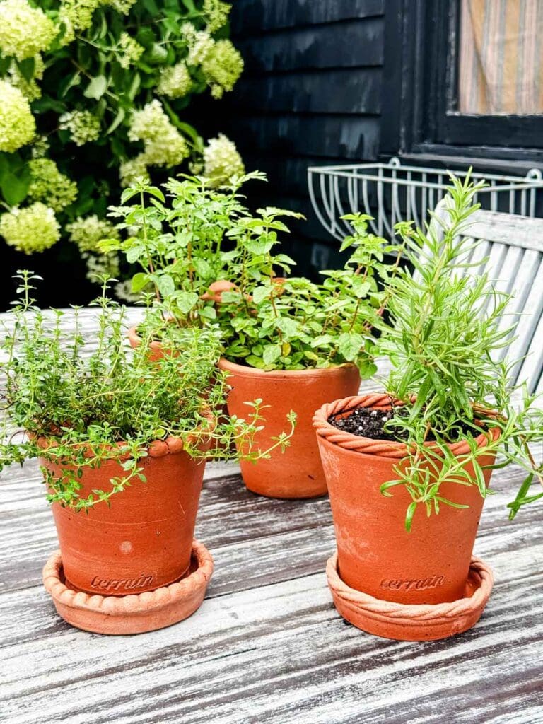 Terracotta pots woith herbs on teak table.