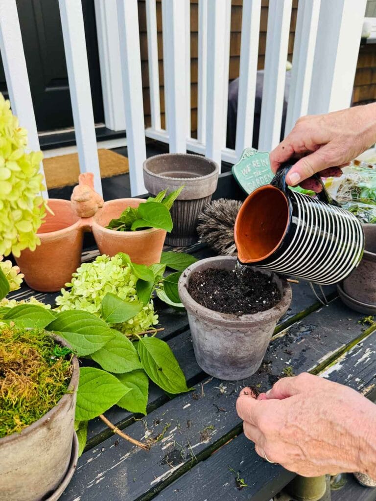 Preaparing pots for amking hydrangea topiaires. 