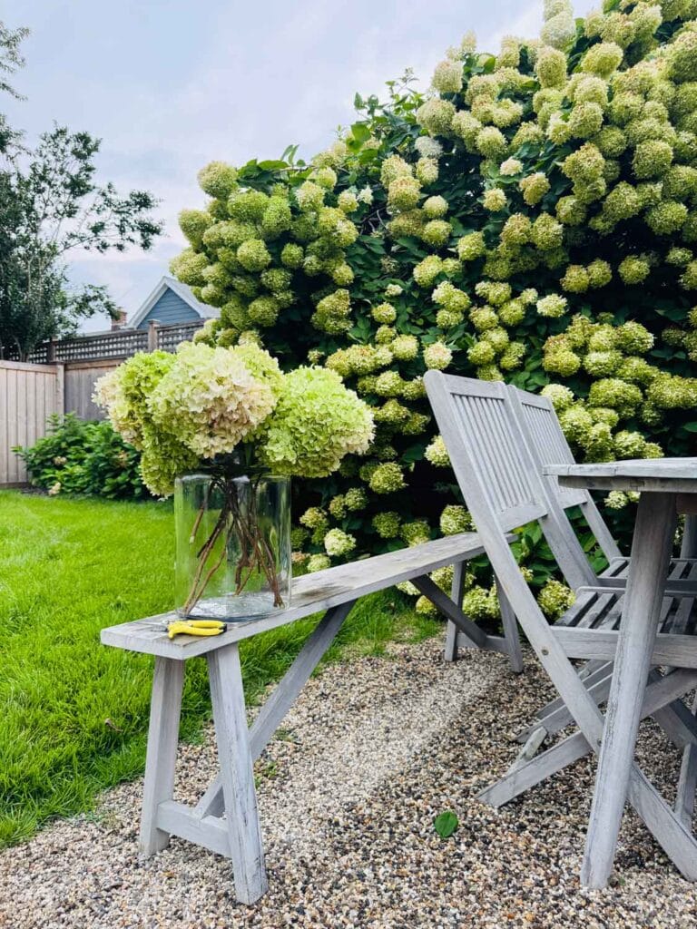 Hydrangeas in glass jar on teak bench on pea gravel patio. 