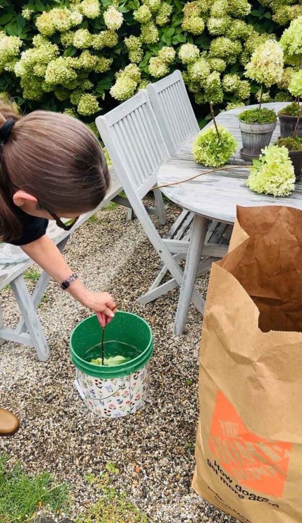 Woman with brown hair dipping hydrangea into bucket of water. 