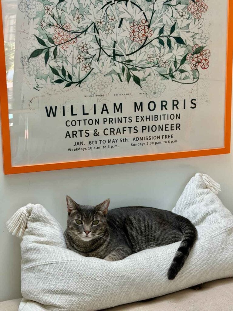 Kitty on a pillow.