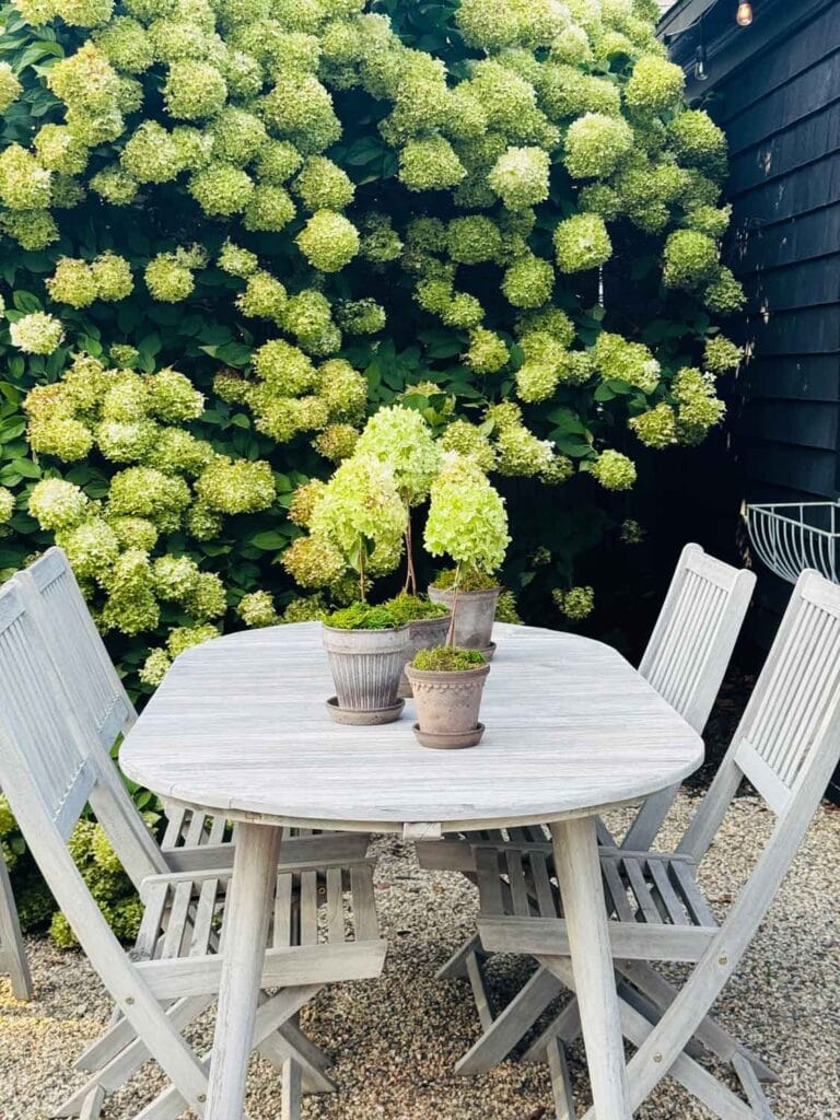 Hydrangea topiaries in Bergs pottery on teak table with teak chairs. 