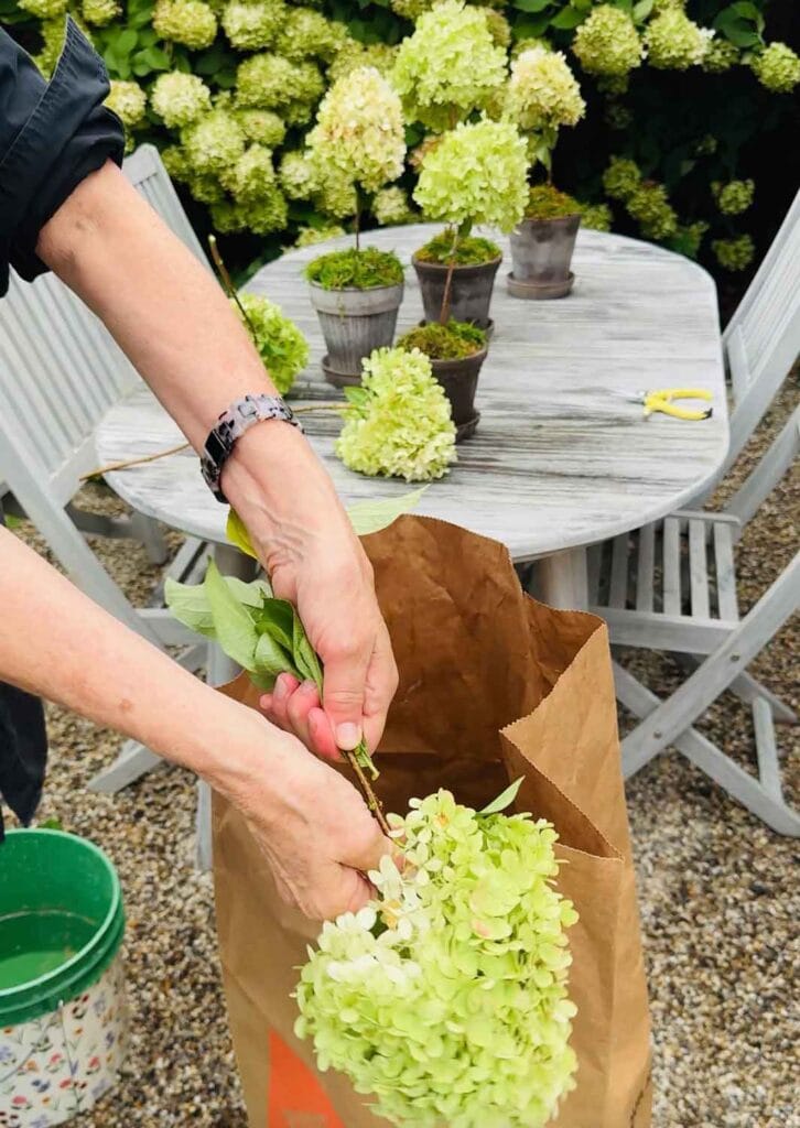 Womans hands stipping leaves into paper bag.