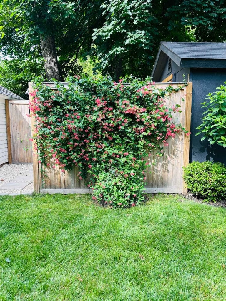 Large flowering plant growing in front of fence.