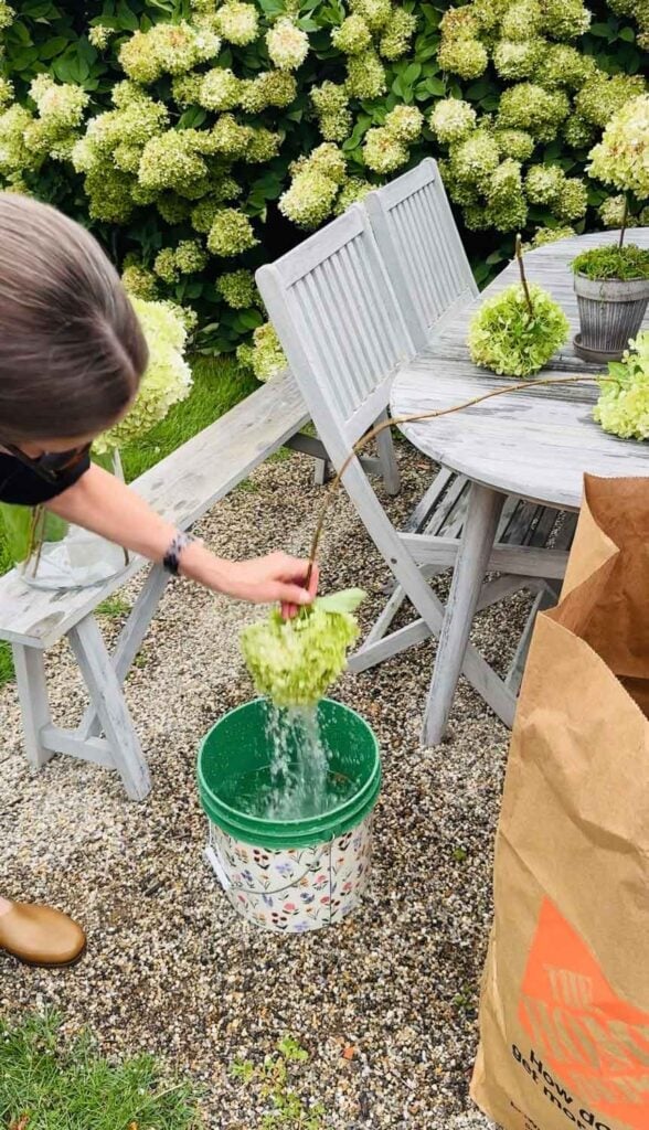 Woman with brown hair dipping hydrangea into bucket of water and shaking excess water.